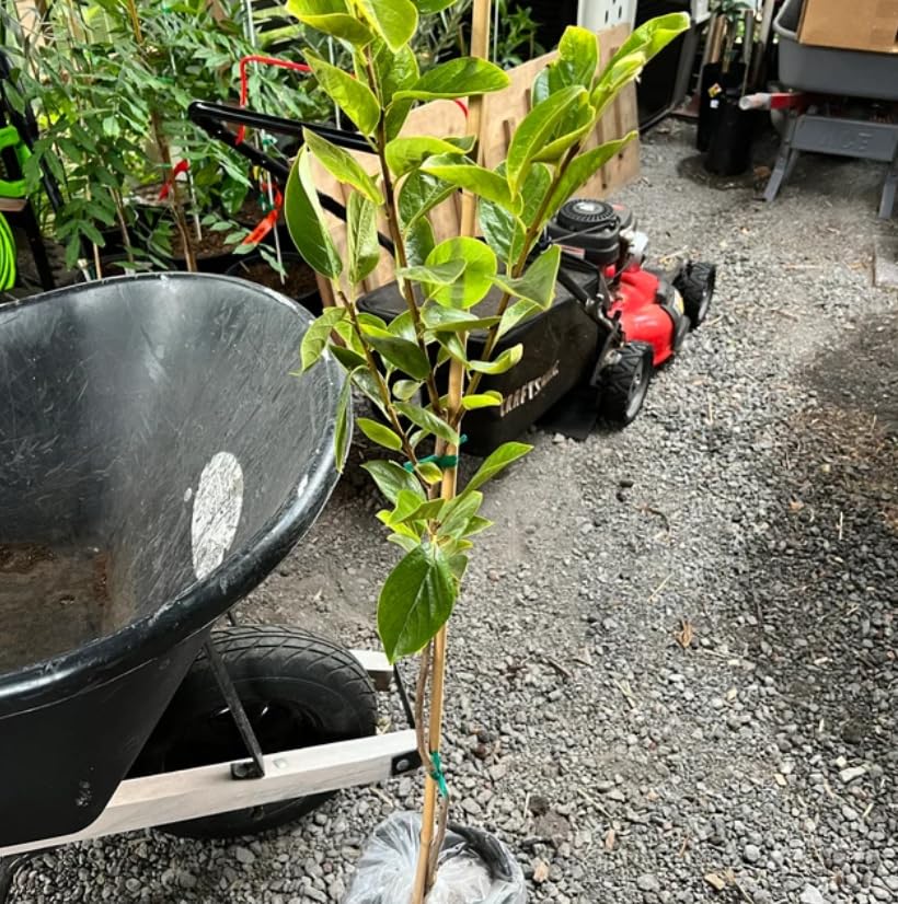 Hachiya Persimmon Tree - 24" Tall Live Plant - Grafted - Gallon Pot - Classic Astringent Variety - Asian Fruit - Diospyros kaki 'Hachiya'