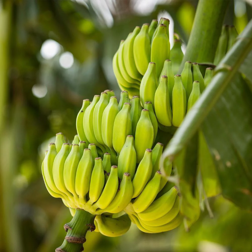 Brighter Blooms - Dwarf Cavendish Banana Tree, 1 Gal. - No Shipping To AZ