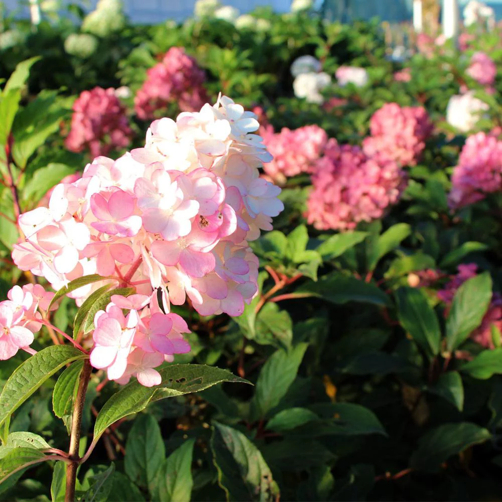 Vanilla Strawberry Hydrangea Tree