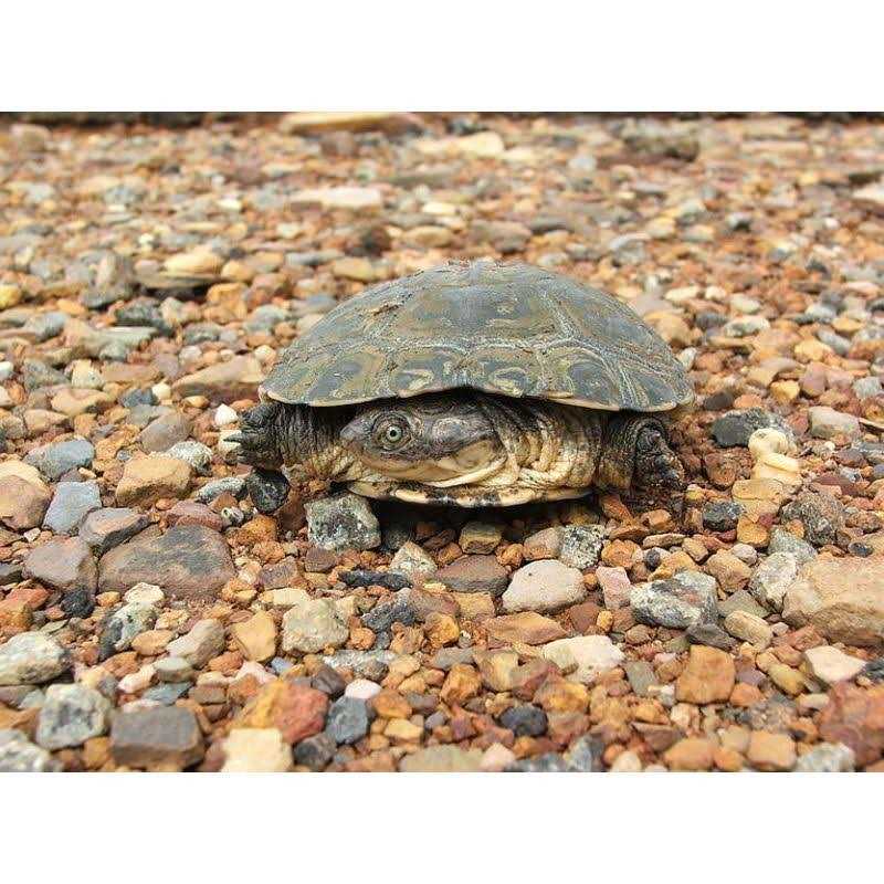 Zoo Med ReptiHabitat Aquatic Turtle Kit - Pet Supplies online store