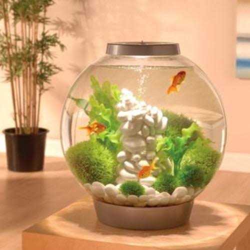 biOrb Classic 60 Aquarium with LED - Pet Supplies online store