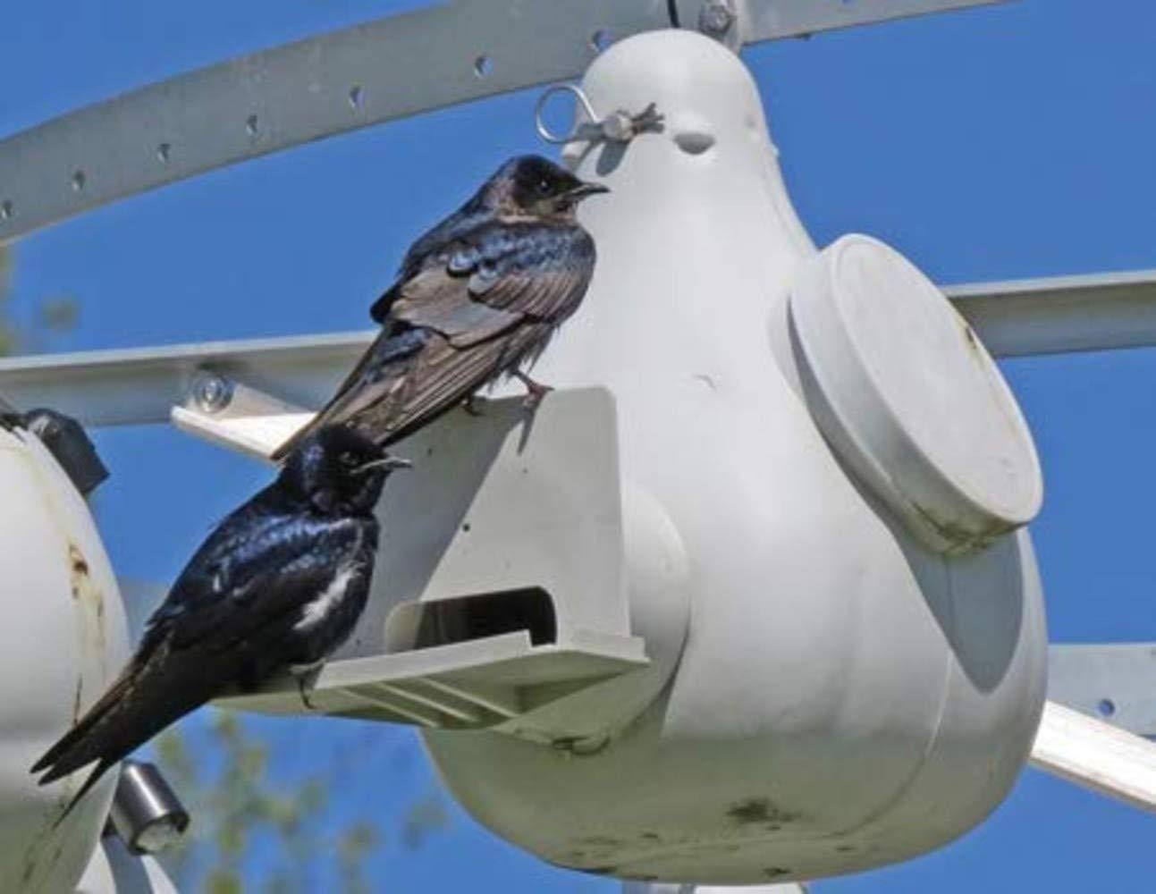 Ravenox Bird Houses for Outside | Flying Martins Purple Martin Vertical Gourd - Handmade in USA w/Conley II Hole Entrance Gourd