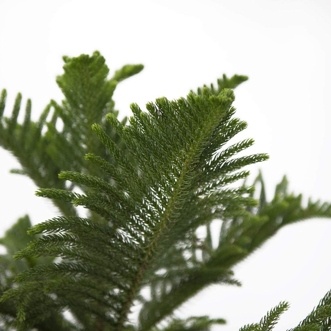 AMERICAN PLANT EXCHANGE Norfolk Island Pine Real Live Plant, 3G Pot, Green Foilage Pack of 2