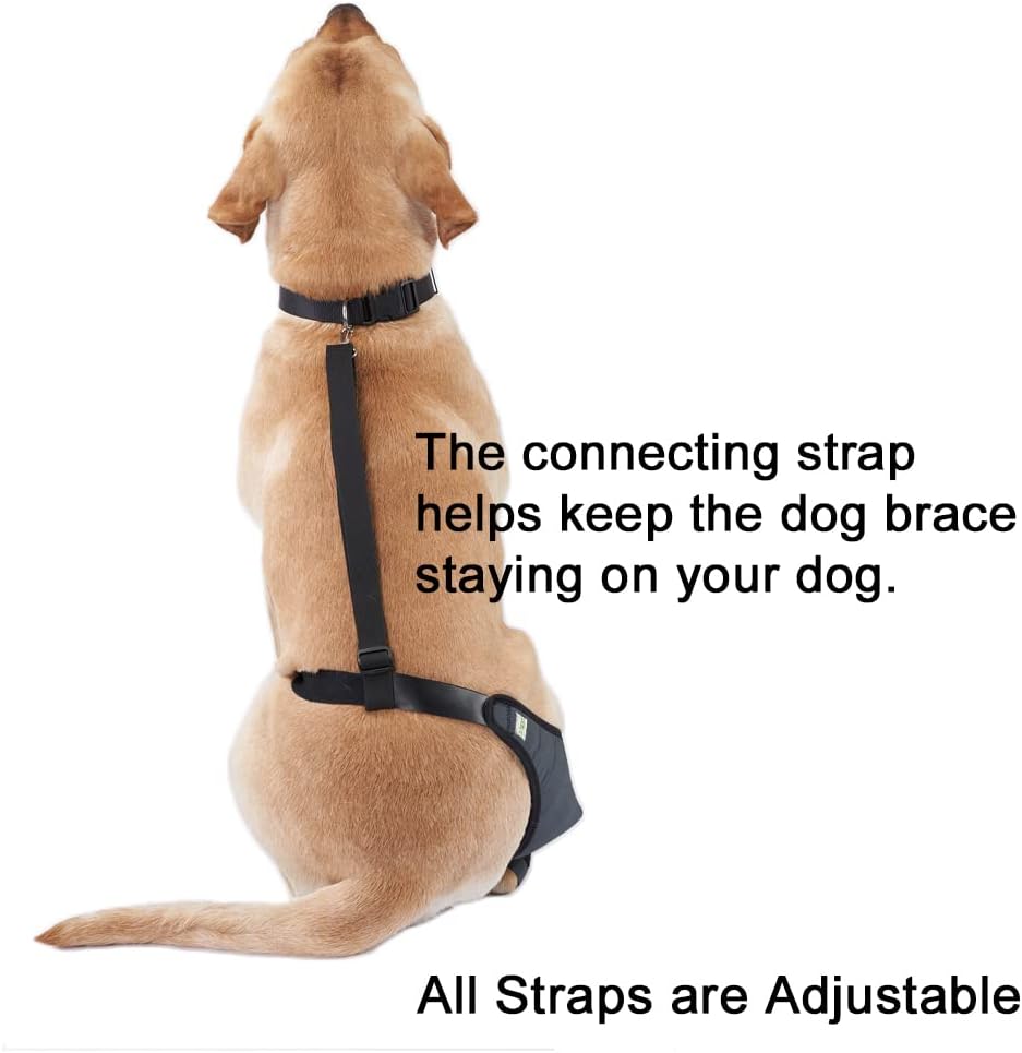 IN HAND Canine Dog Knee Brace, Knee Immobilizer Support for Dogs with Torn ACL, Knee Cap Dislocation, Arthritis, Neoprene Canine Stifle Brace Helps Keep The Joint Stable and Reduces Pain, Left