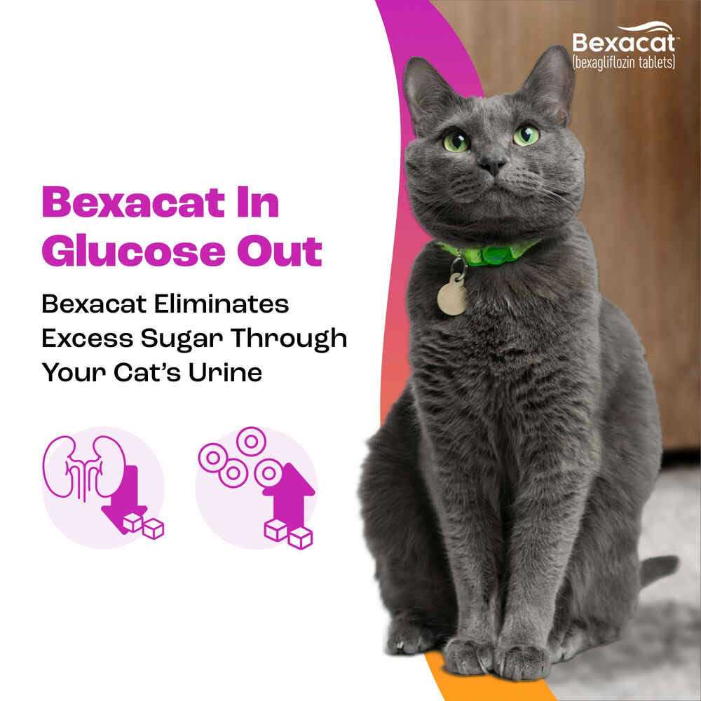 Bexacat for Cats 15 mg - Pet Supplies online store