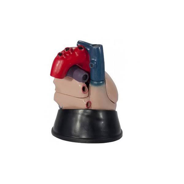 Anatomical Chart Budget Jumbo Heart Model