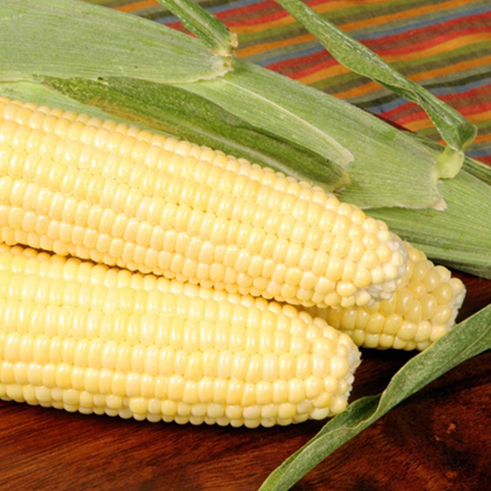 Bodacious R/M Hybrid Corn Garden Seeds (Treated)- 25 lb Bulk- Non-GMO