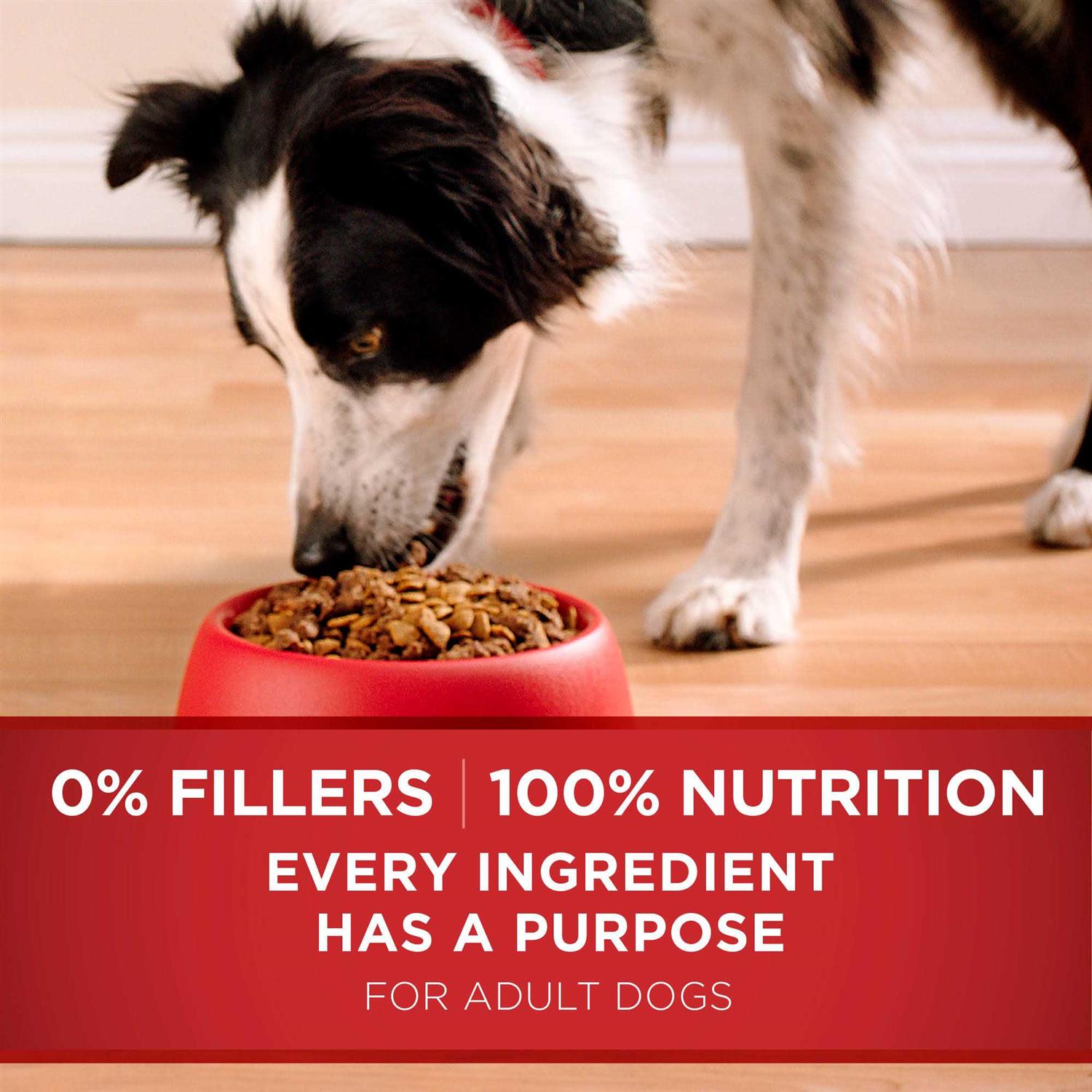 Purina ONE SmartBlend Lamb &amp; Rice Dry Dog Food - Pet Supplies online store