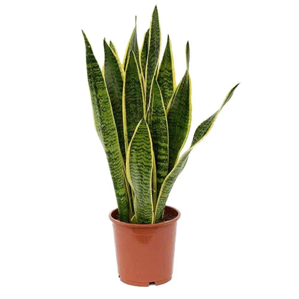 American Plant Exchange Sansevieria Trifasciata Snake Laurentii Live Plant, 6x22 Pot, Green