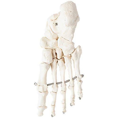 Axis Scientific Complete Disarticulated Human Skeleton Bundle, Includes 3 Part Human Skull, Life Size Bones, Articulated Hand an