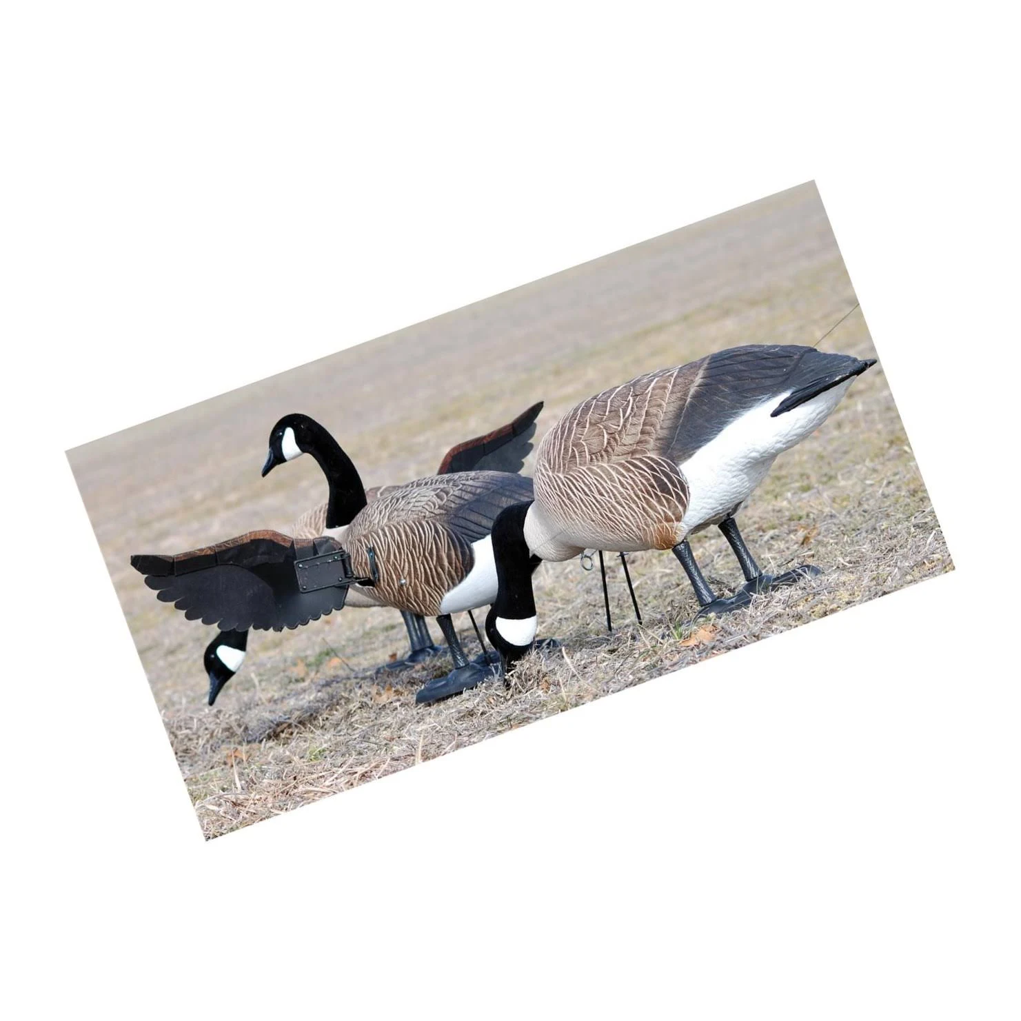 Higdon Finisher Flapper Full Body Canada Goose Decoy