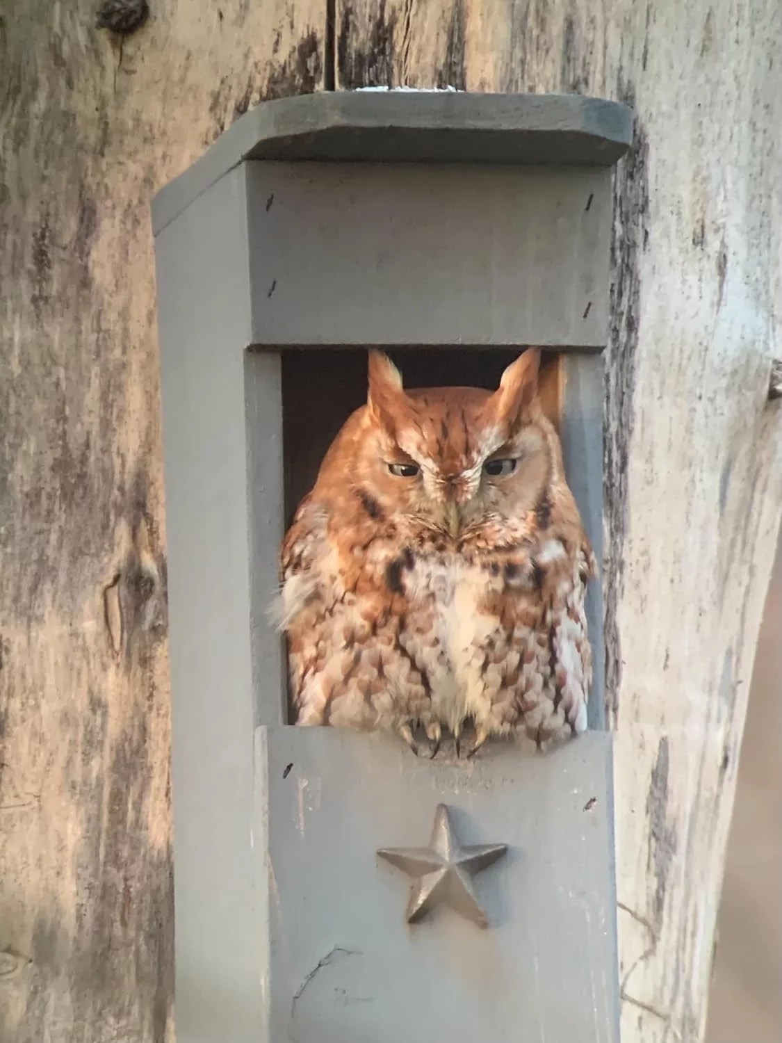 Screech Owl House - Nesting Box - Curated Treasures Market