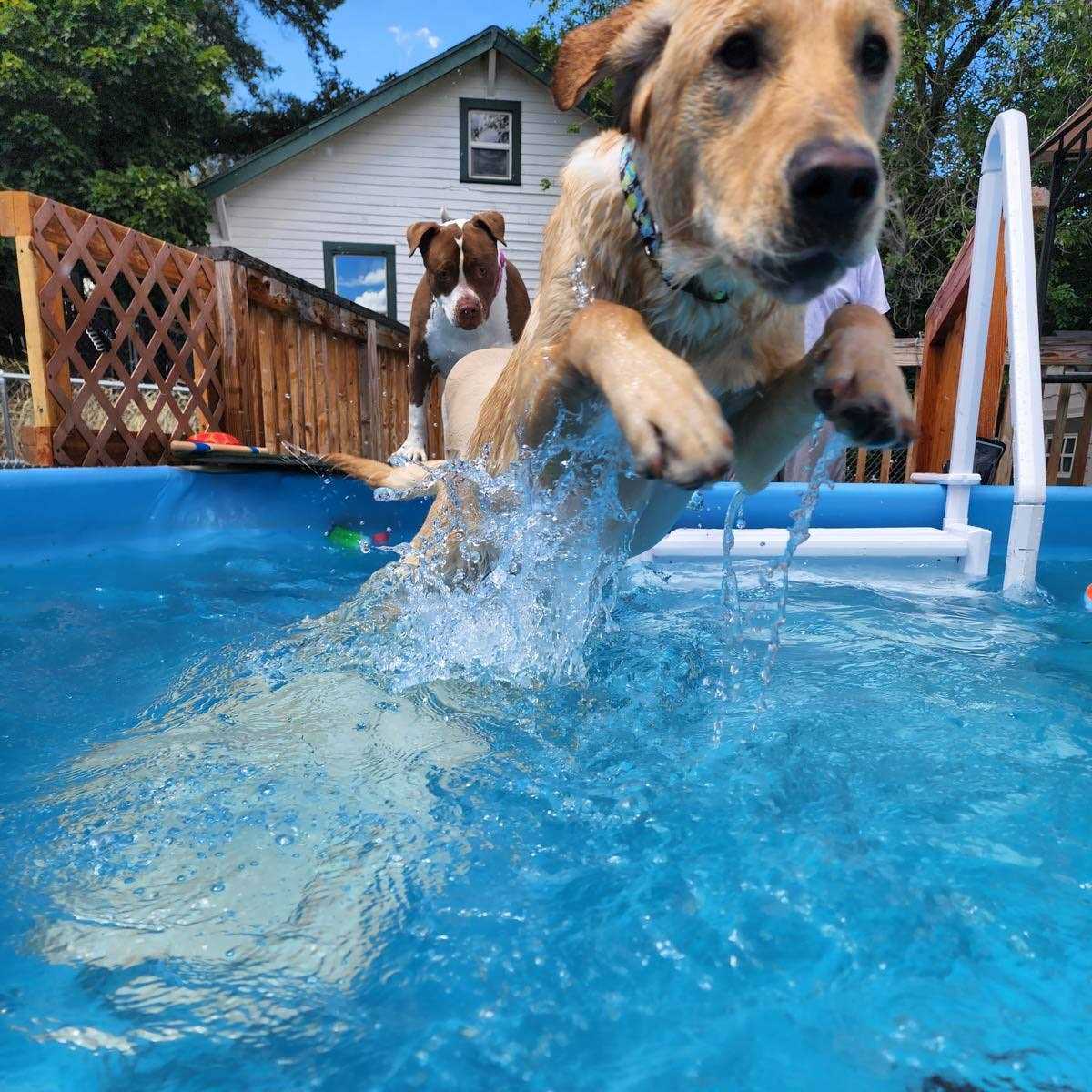 PetStep Pool Ramp For Dogs - Pet Supplies online store