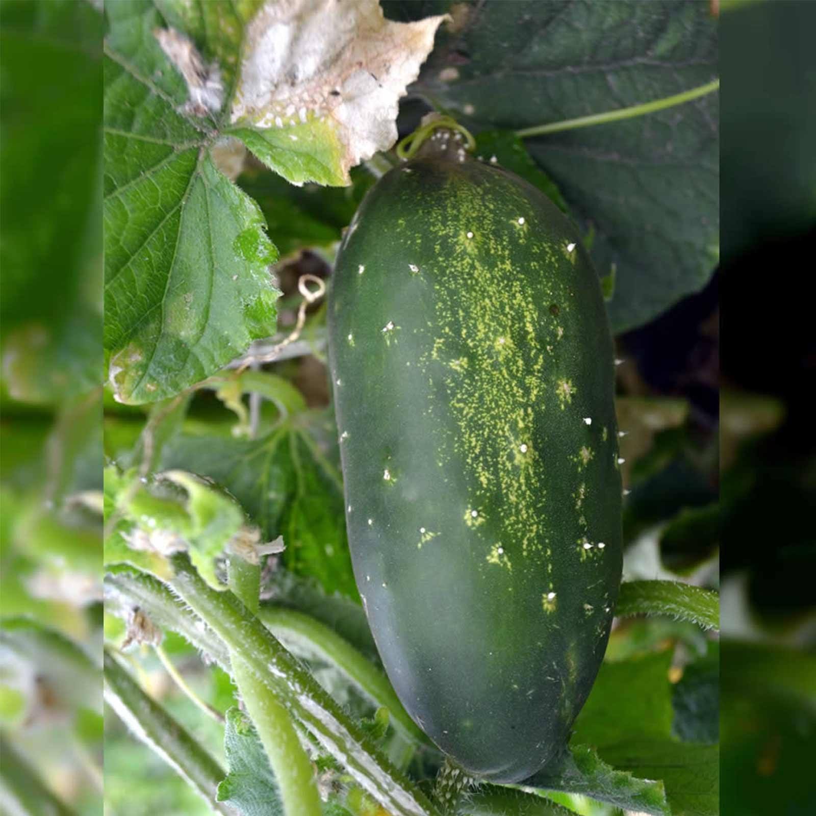 Seeds: Straight Eight Cucumber Garden - 5 lb- Vegetable Gardening Seed