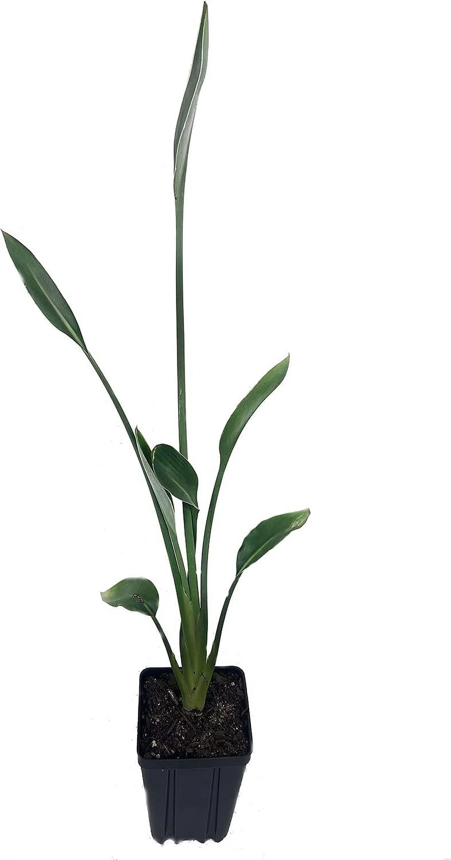 Leafless Orange Bird of Paradise - 3 Live Plants in a Inch Pots - Strelitzia Juncea - Extremely Rare and Stunning Tropical Evergreen Plant - Curated Treasures Market