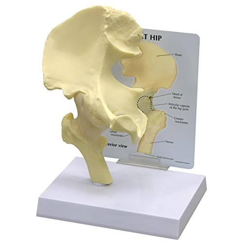 Human Hip Joint Anatomy Anatomical Model 1260