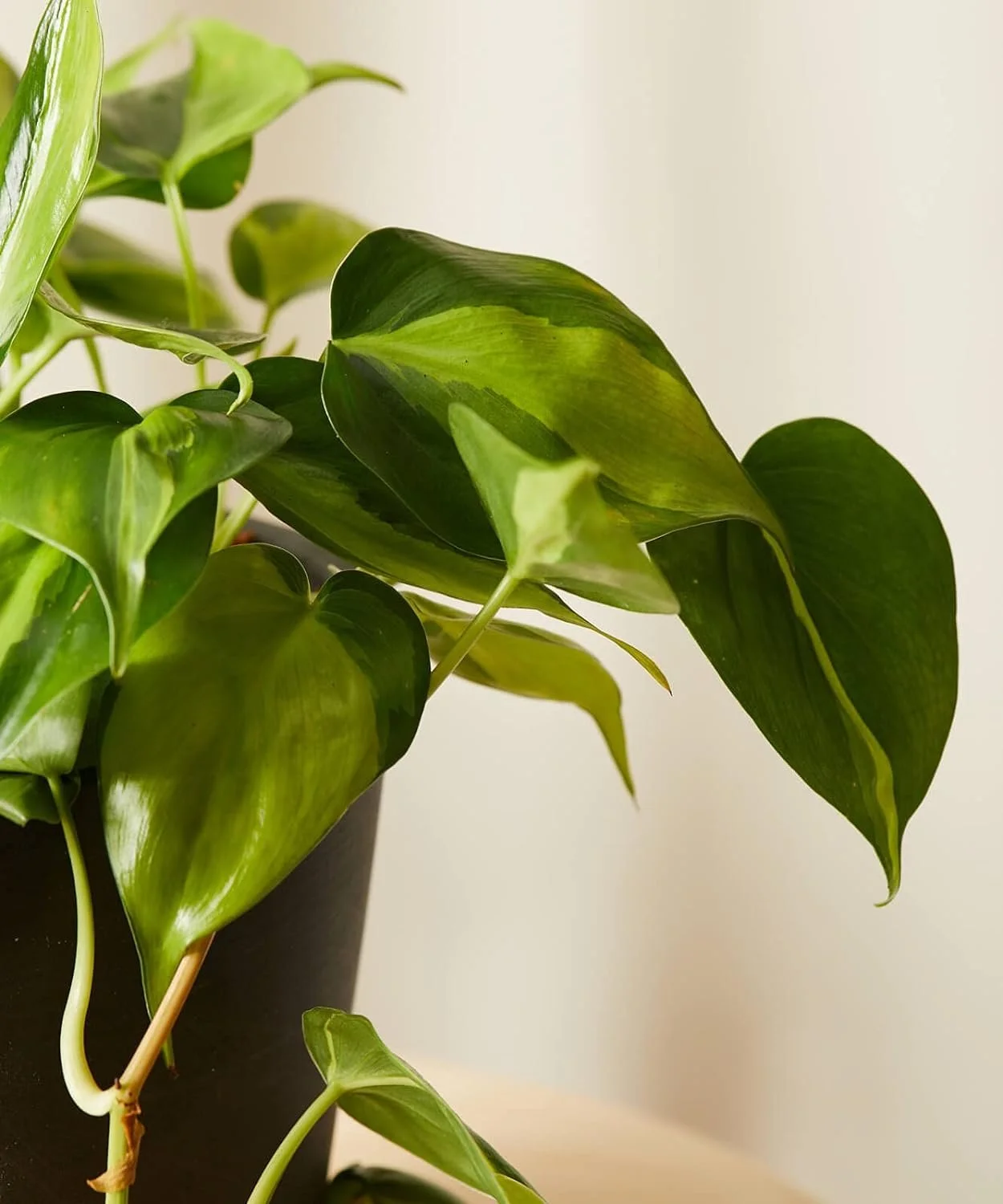 Brasil Philodendron - Live Plant in a 4 Inch Pot - Philodendron Erubescens - Extremely Rare and Beautiful Indoor Houseplant - A Rare Tropical Masterpiece
