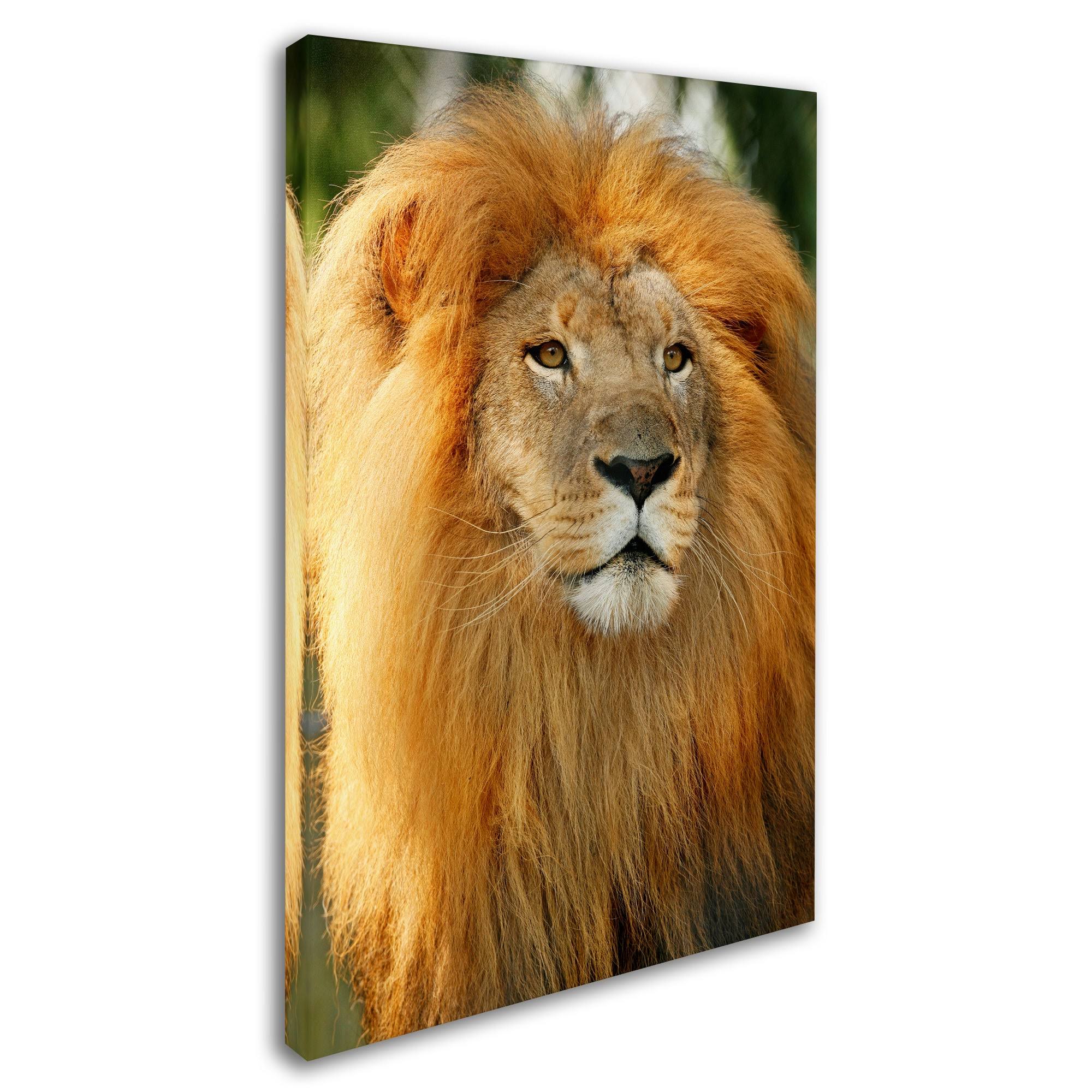Trademark Fine Art Ali17910-C3047Gg Mike Jones Photo 'Lion' Canvas Art