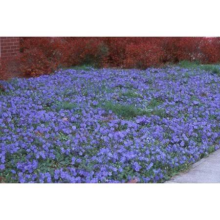 Classy Groundcovers - Vinca Minor &Traditional& {54 Pots - 2 1/2 in.}
