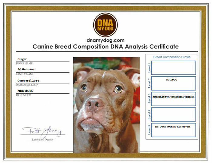 DNA My Dog Breed Identification Test Kit