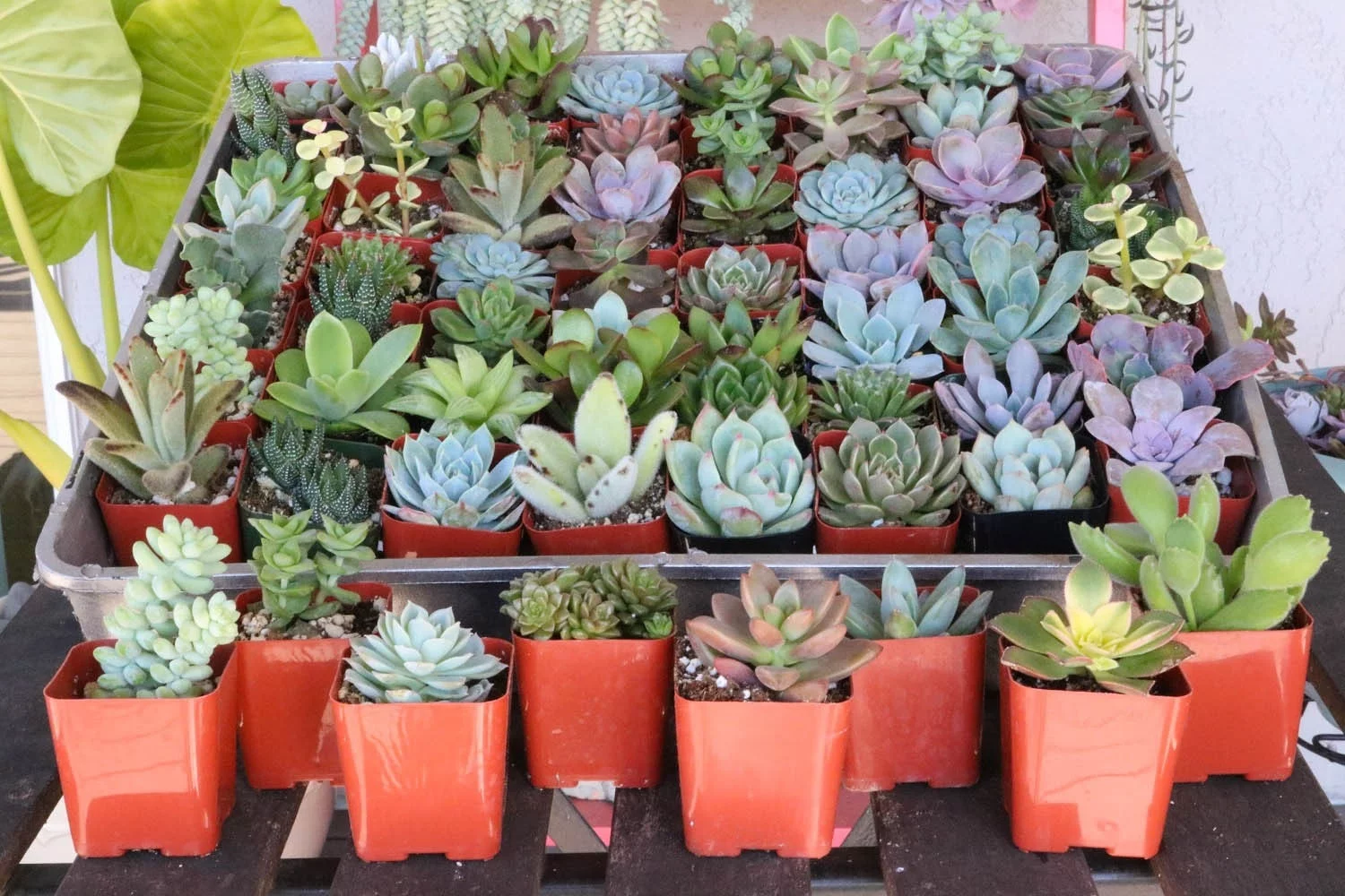 Assorted Succulents for Wedding Favors, Party Gifts and Gardens - 2" Live Succulent Plants
