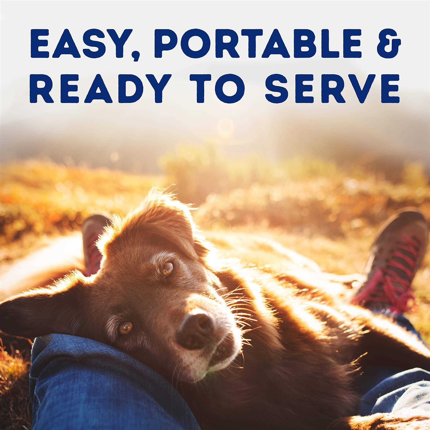 Natural Balance Platefulls Savory Duck &amp; Pumpkin Recipe Wet Dog Food - Pet Supplies online store