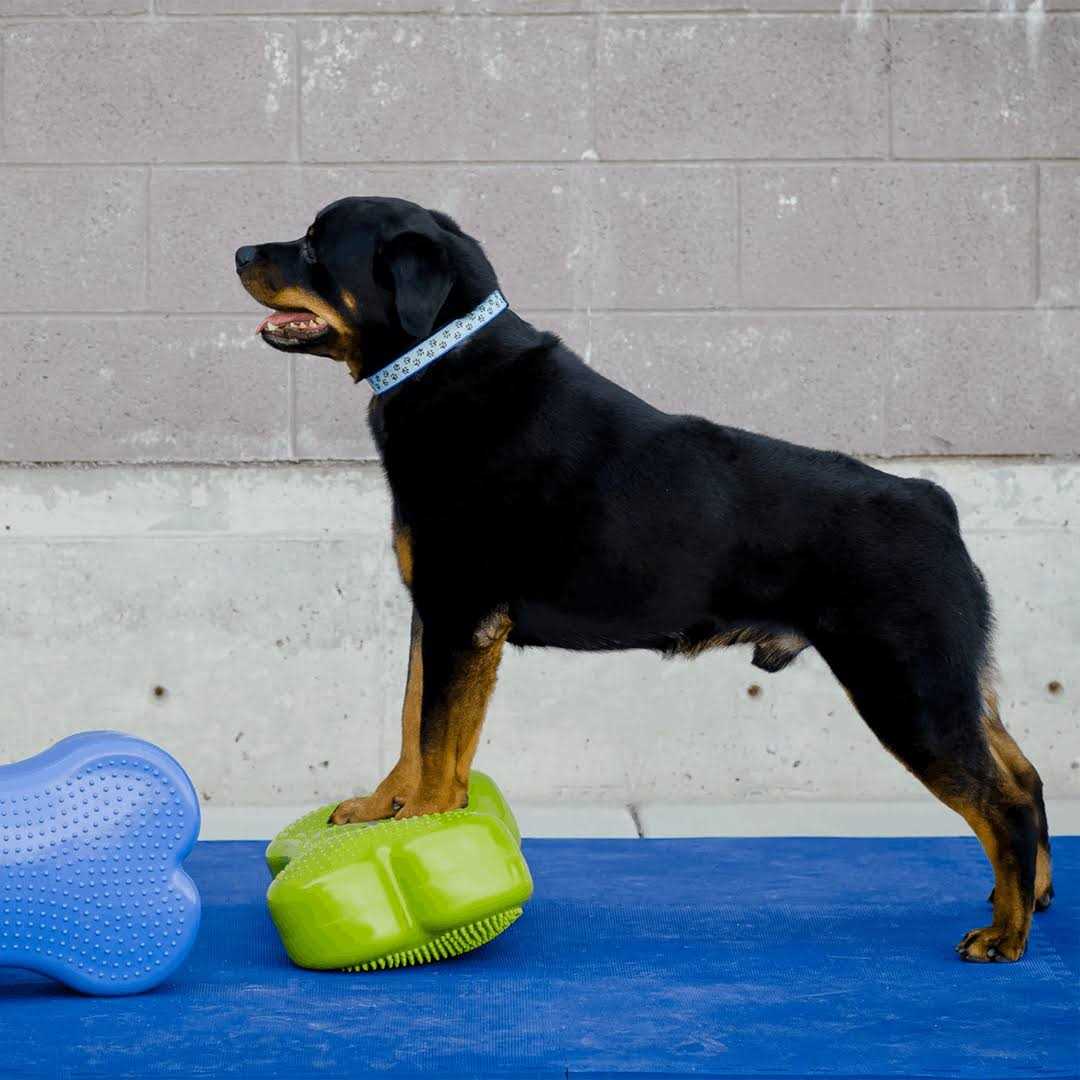 FitPAWS K9FITbone Agility Training - Pet Supplies online store