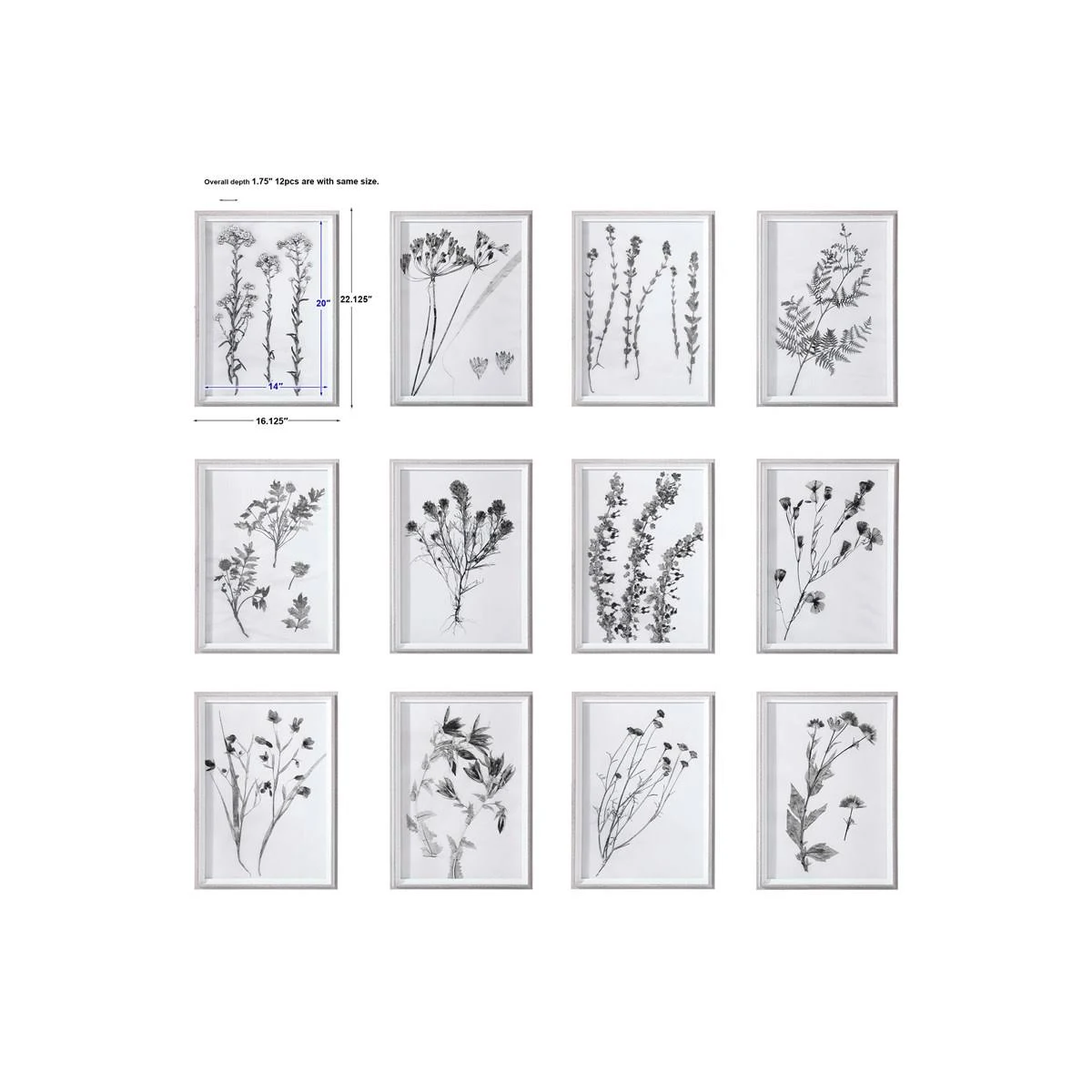 Uttermost - 33713 Contemporary Botanicals Framed Prints (Set of 12)