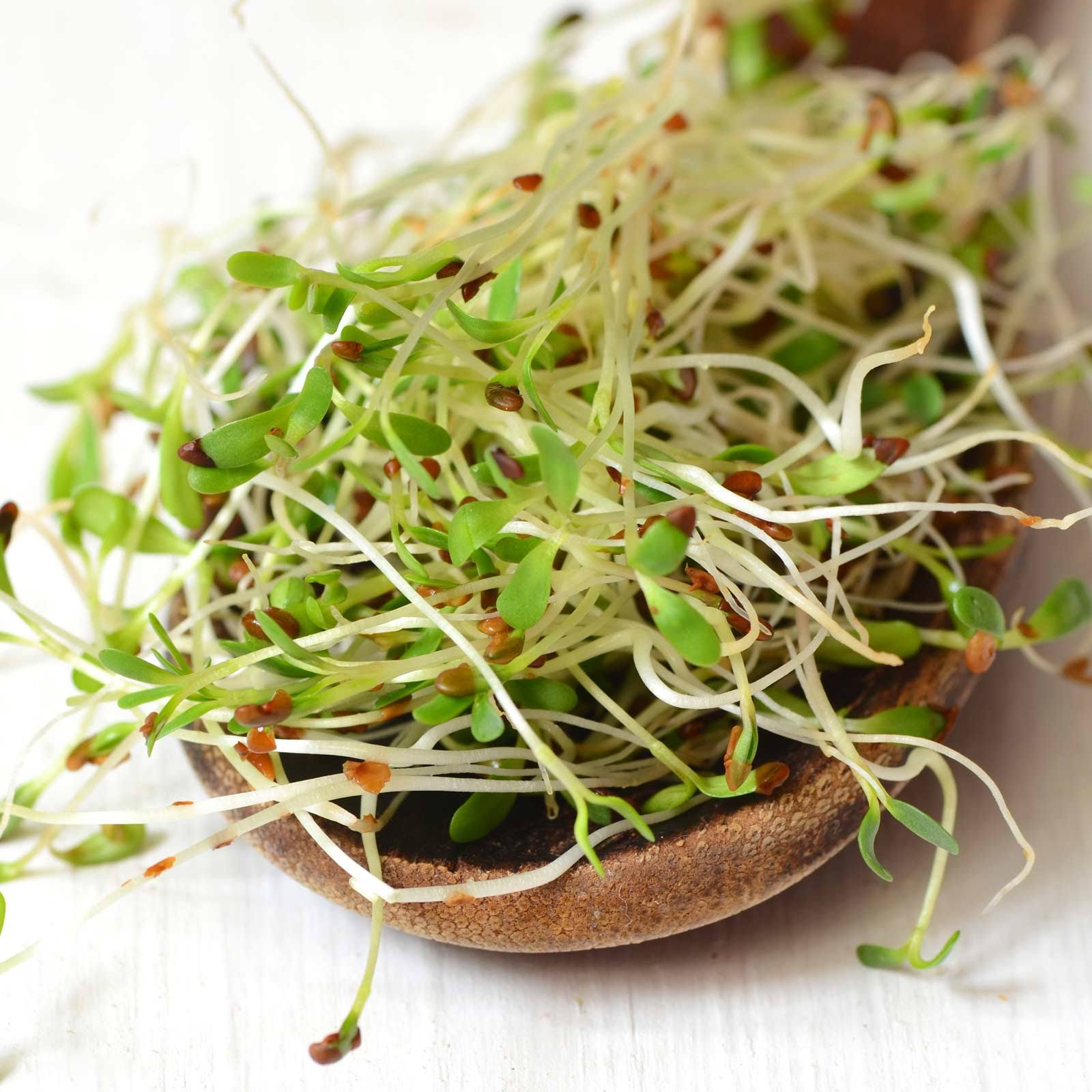 Alfalfa Organic Sprouting Seeds by Mountain Valley Seed Company - 25 lb Bulk - Non-GMO - for Sprouts