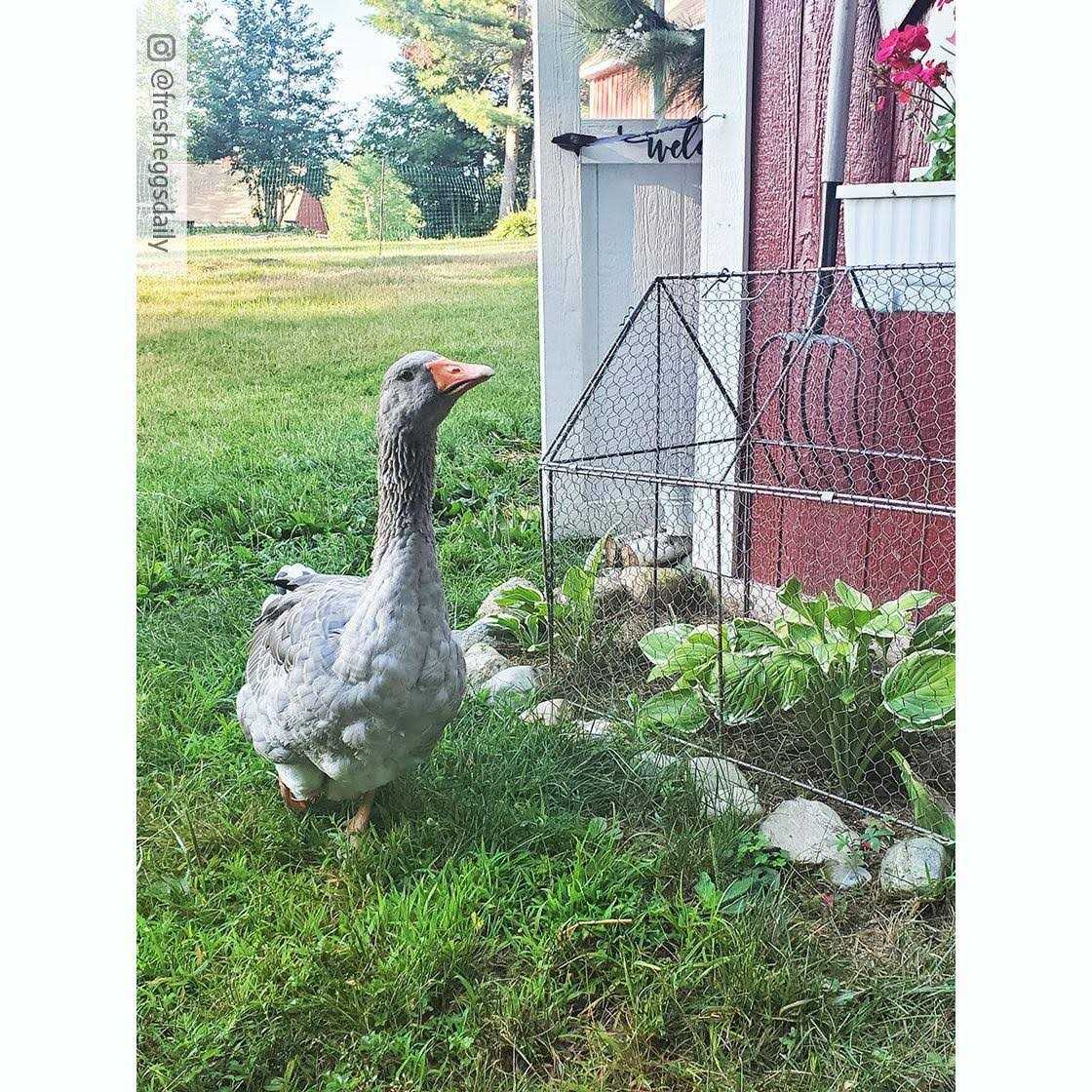 Chicken Wire Crop Coop - Pet Supplies online store