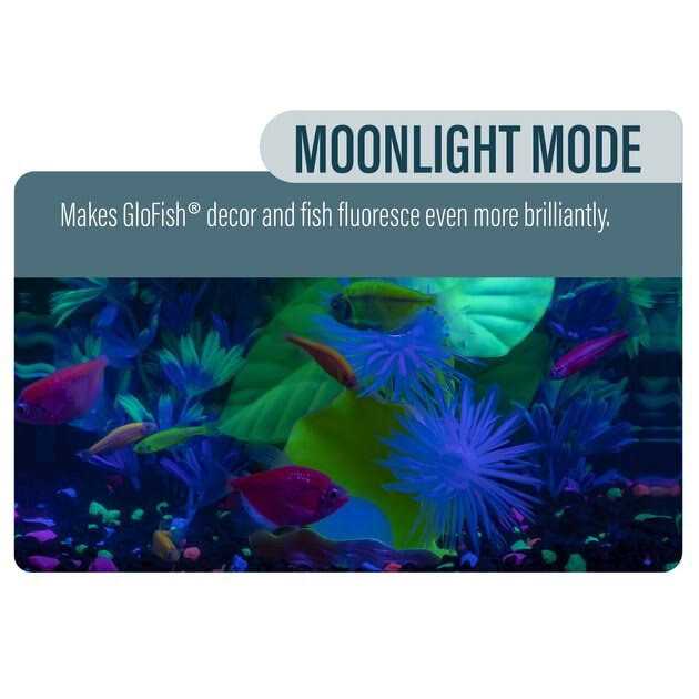 GloFish Betta Fish Aquarium Kit - Pet Supplies online store