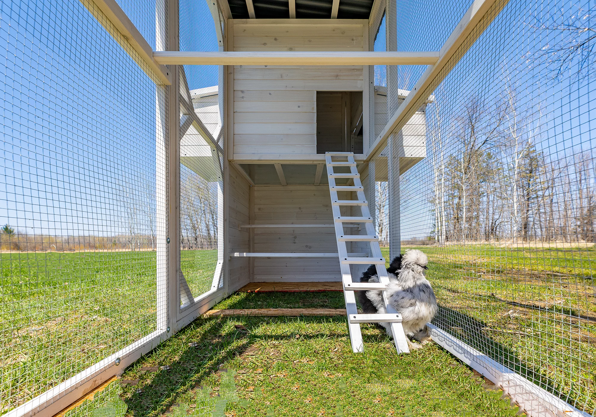 Zylina Modern Walk-In Hen House - Chicken Coop