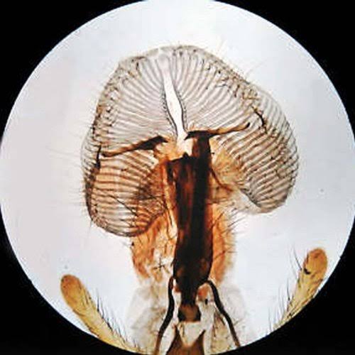 Amscope 20X-40X-80X Forward Stereo Microscope with 1.3MP Digital Camera