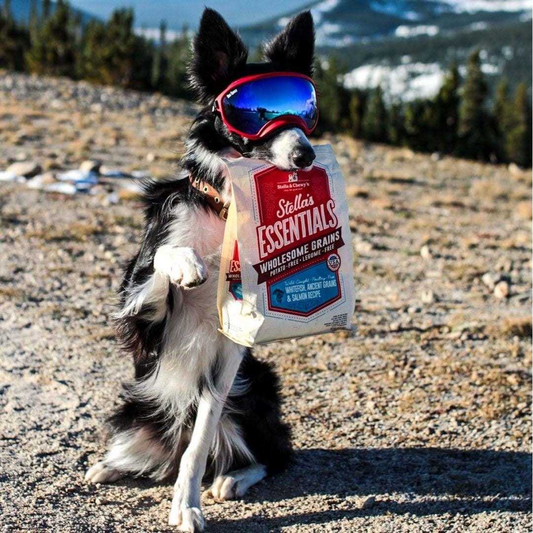 Stella &amp; Chewy's Essentials Ancient Grains Recipe Dog Food - Pet Supplies online store