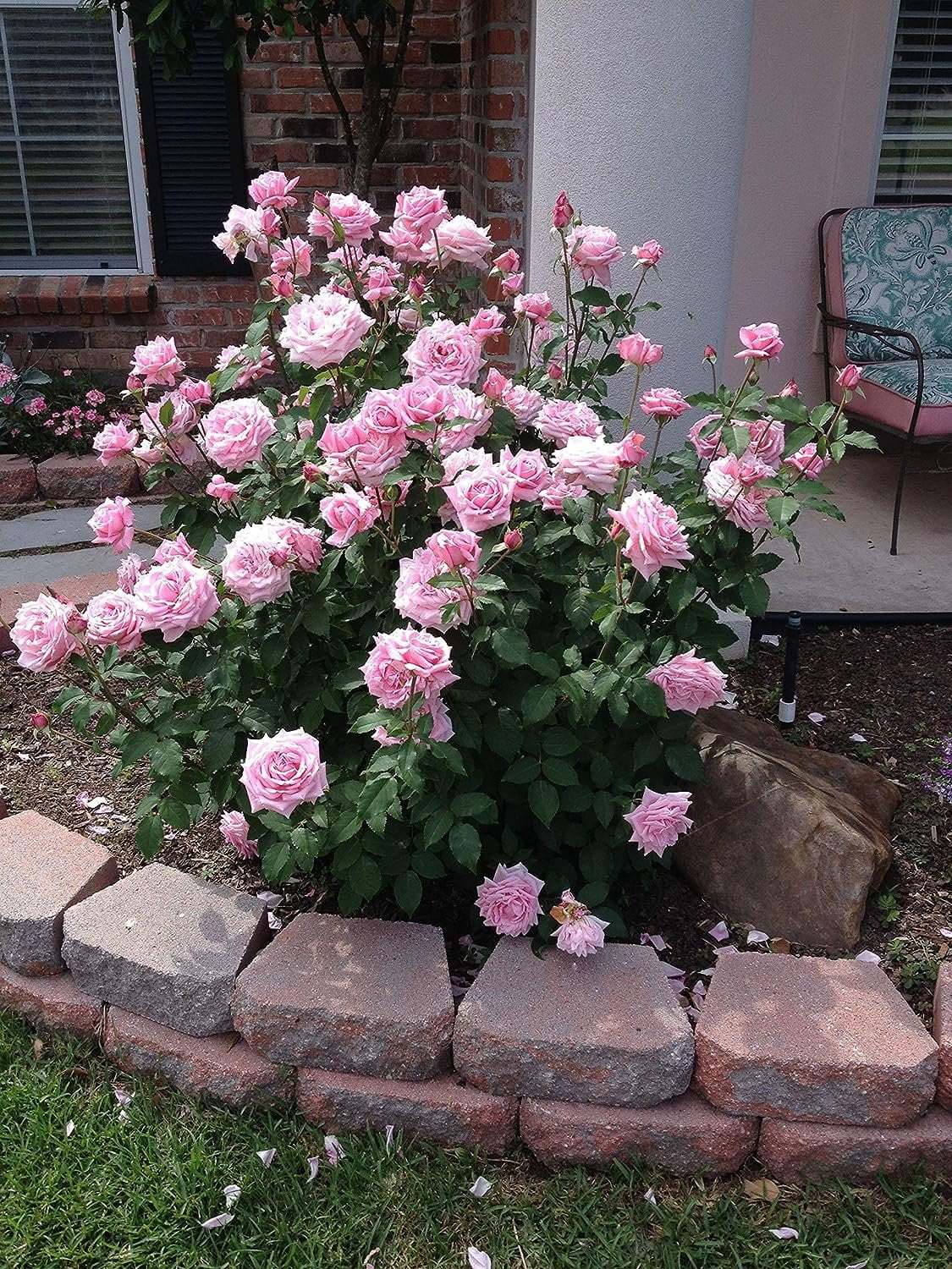 Belinda's Dream Rose Bush - 10 Live Starter Plants in 4 Inch Pots - Beautifully Fragrant Rose from Florida - A Versatile Beauty with a Rich Fragrance