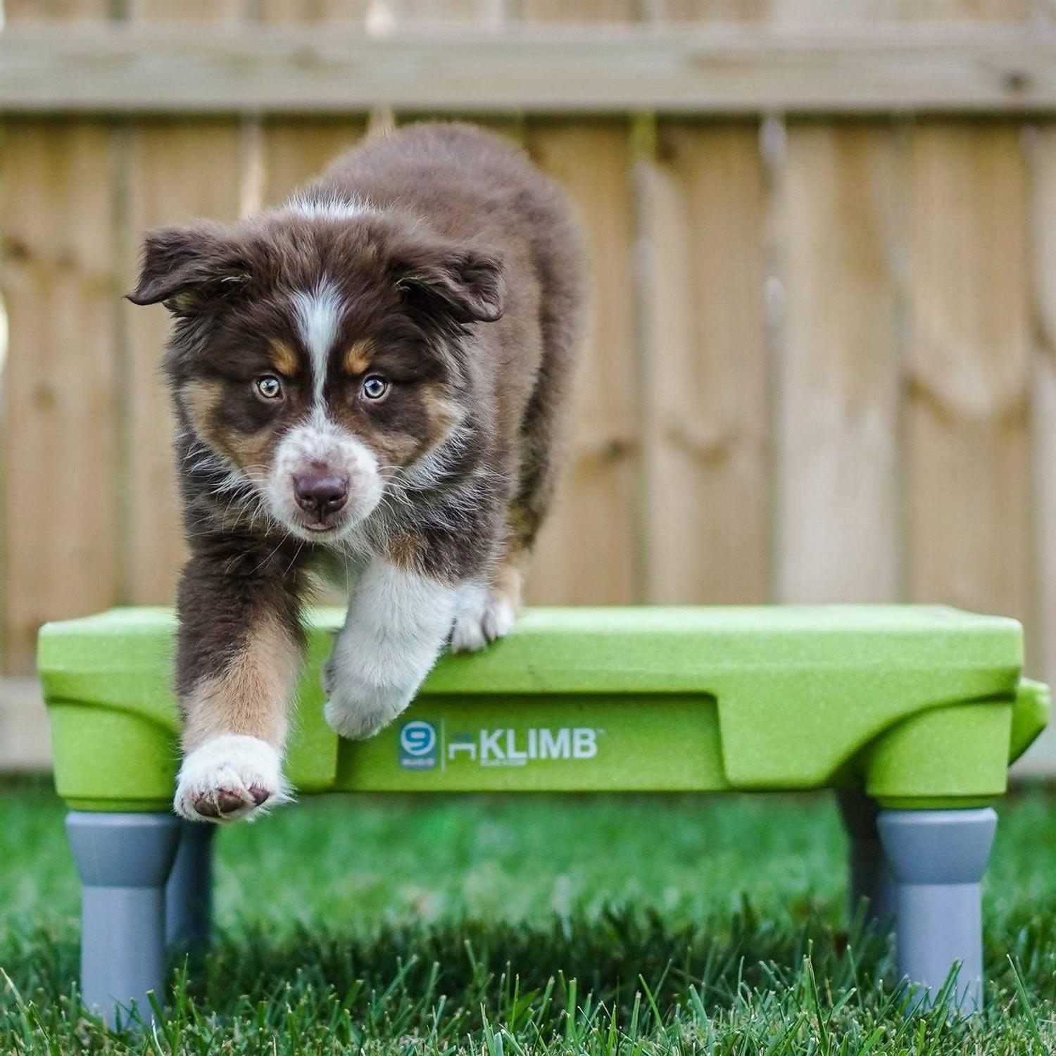 Blue-9 KLIMB Dog Training Platform &amp; Agility System - Pet Supplies online store