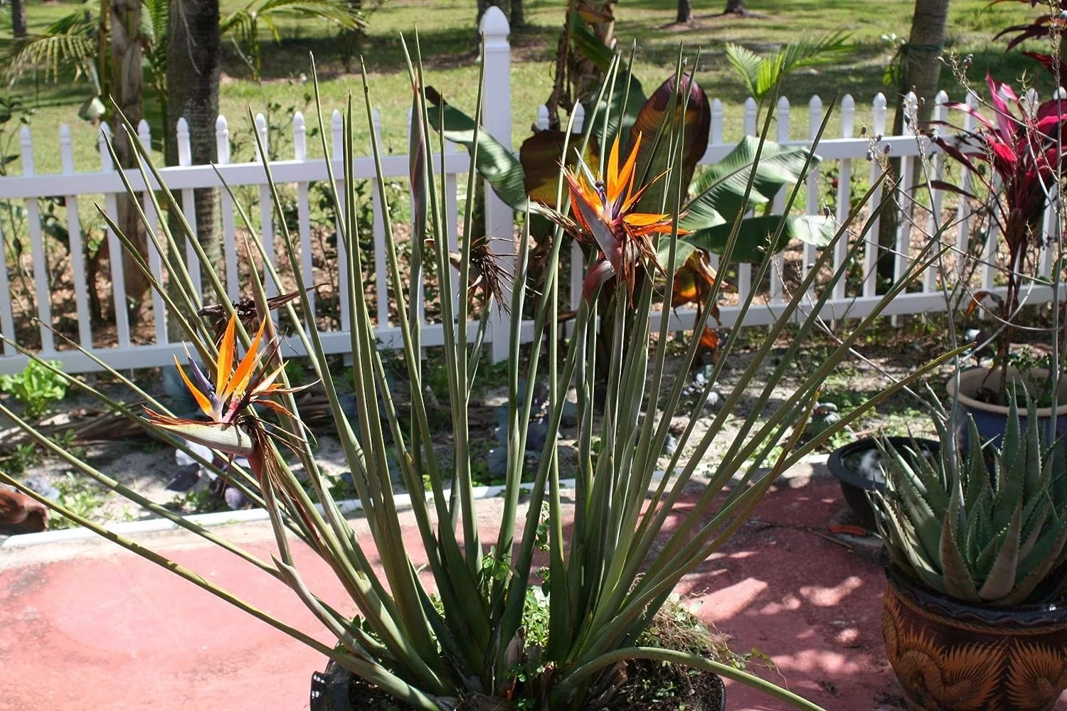 Leafless Orange Bird of Paradise - 3 Live Plants in a Inch Pots - Strelitzia Juncea - Extremely Rare and Stunning Tropical Evergreen Plant - Curated Treasures Market
