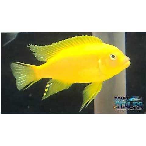 RONS CICHLIDS Rons cichlid Fish Food for African cichlids Tetras Other Tropical Fish - Pet Supplies online store
