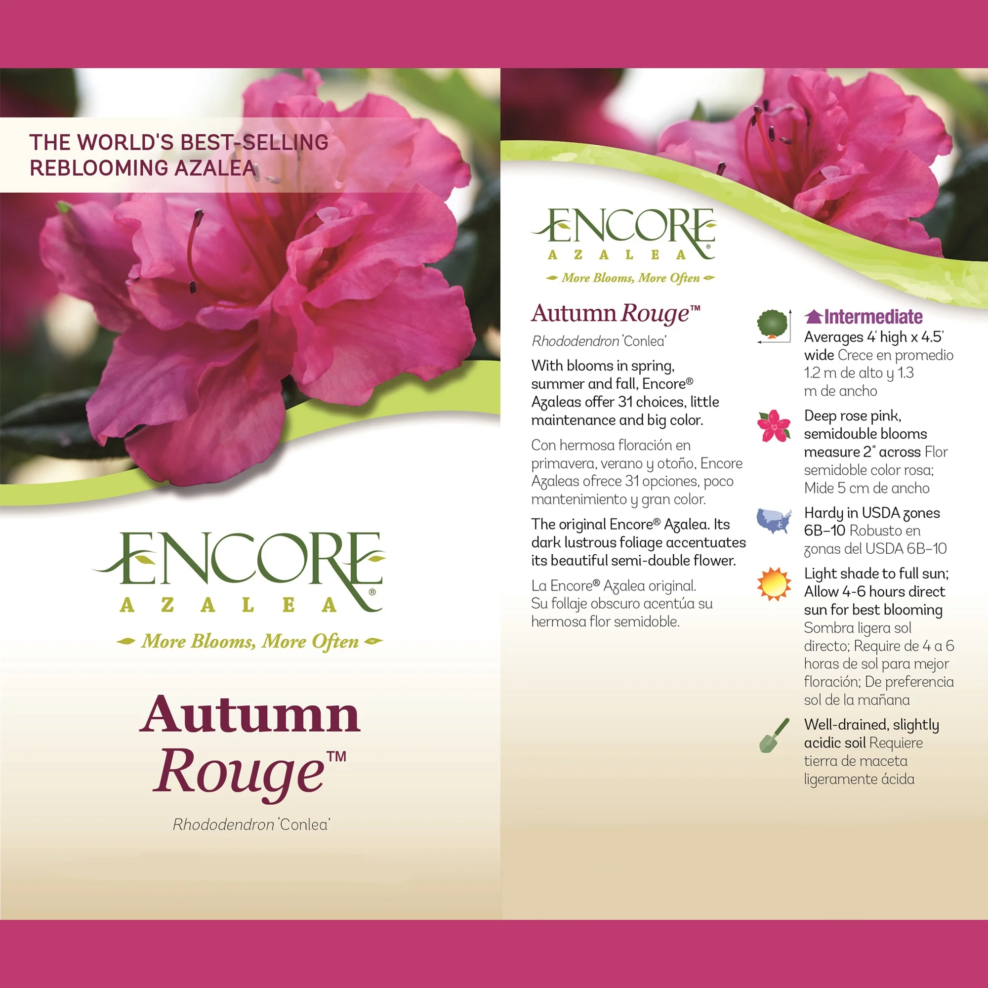 Encore Azalea Autumn Rouge Live Shrubs - Curated Treasures Market