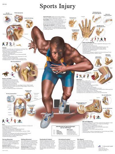FEI Anatomical Sticky Back Chart - Human Heart