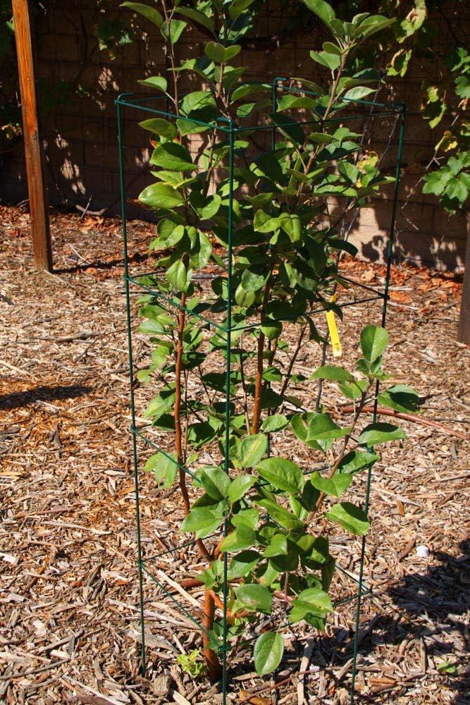 MTB Green Square Folding Tomato Cage Plant Support Tower 12 inch by 46 inch, Pack of 5 Sets Pack of 2