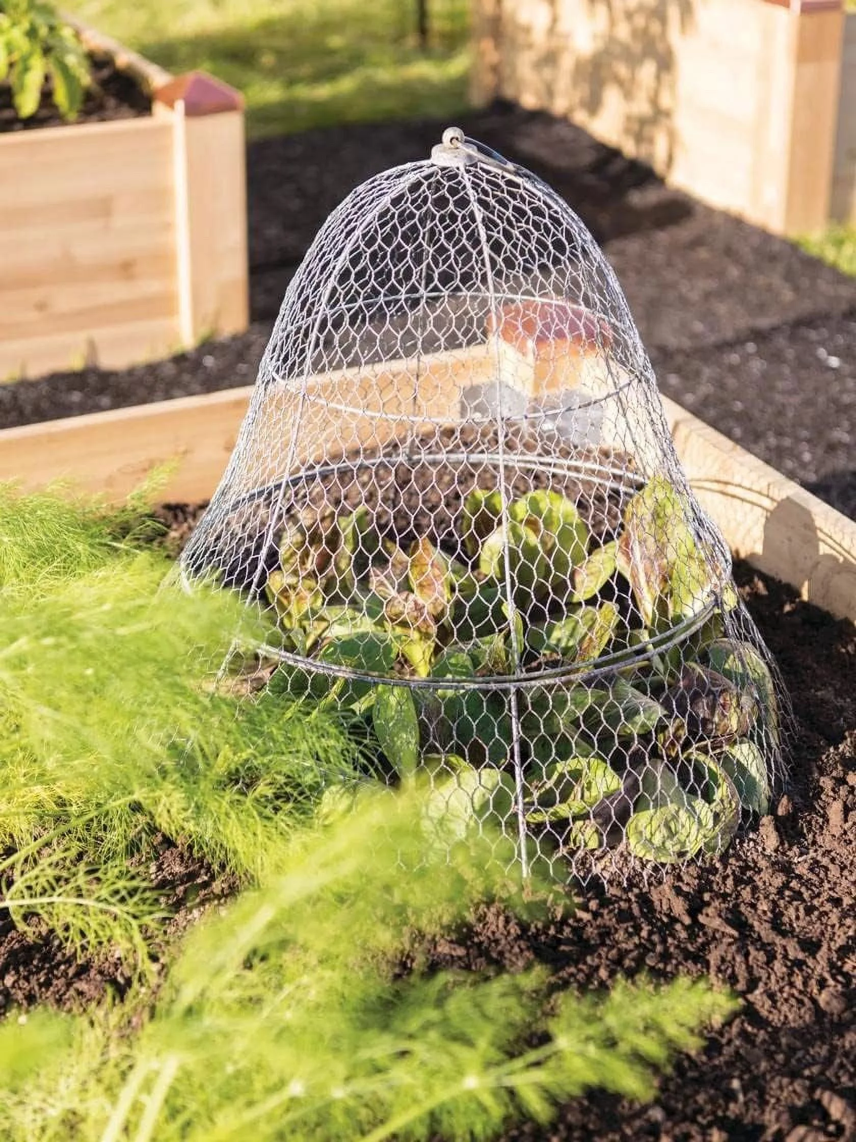 Sturdy Chicken Wire Cloche Plant or & Cover | Sturdy Metal Cage Garden ion For Your Plants, Seedlings & Flowerbeds - (Cloche And Extension Set) - Curated Treasures Market
