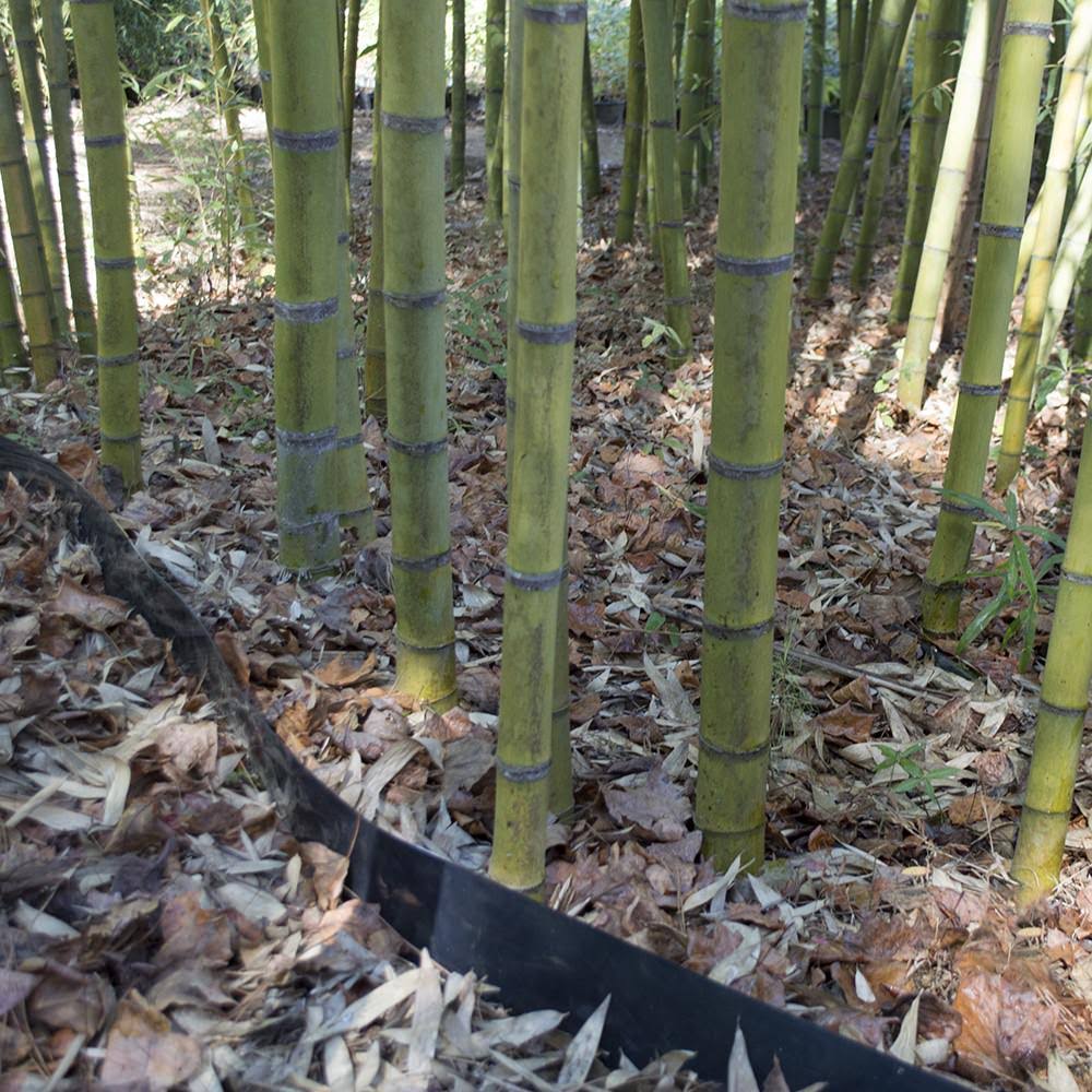 Bamboo Shield - 75 Feet Long x 24 inch x 60 Mil - Bamboo Root Barrier/Water Barrier