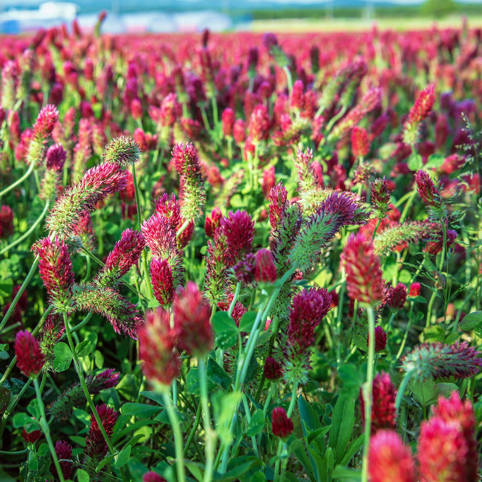 Crimson Clover Seeds - 25 lb Bulk - Farm u0026 Garden Cover Crop, Non-GMO, Open Pollinated, Perennial, Heirloom - Clay Coated, S