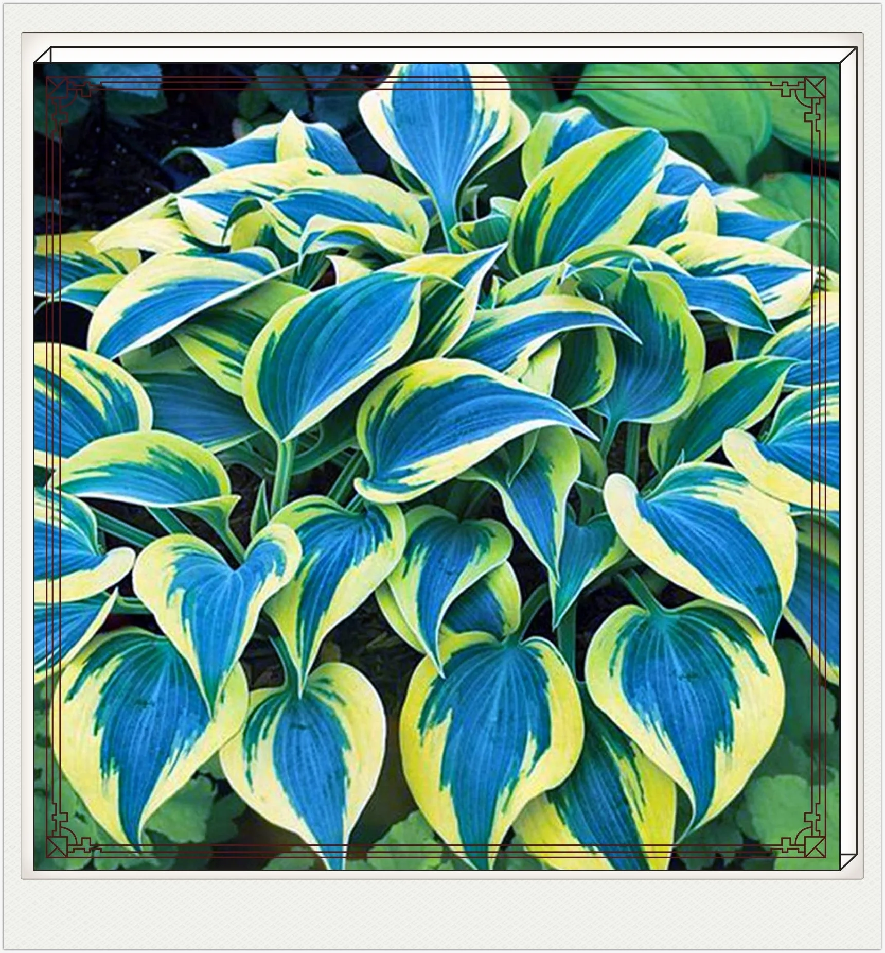 Hostas Bulbs For Planting Bulk Hostas Plants Bulbs Hostas Bulbs Hostas Plants Ready For Planting Hostas Plants For Sale Bonsai Plants - Curated Treasures Market