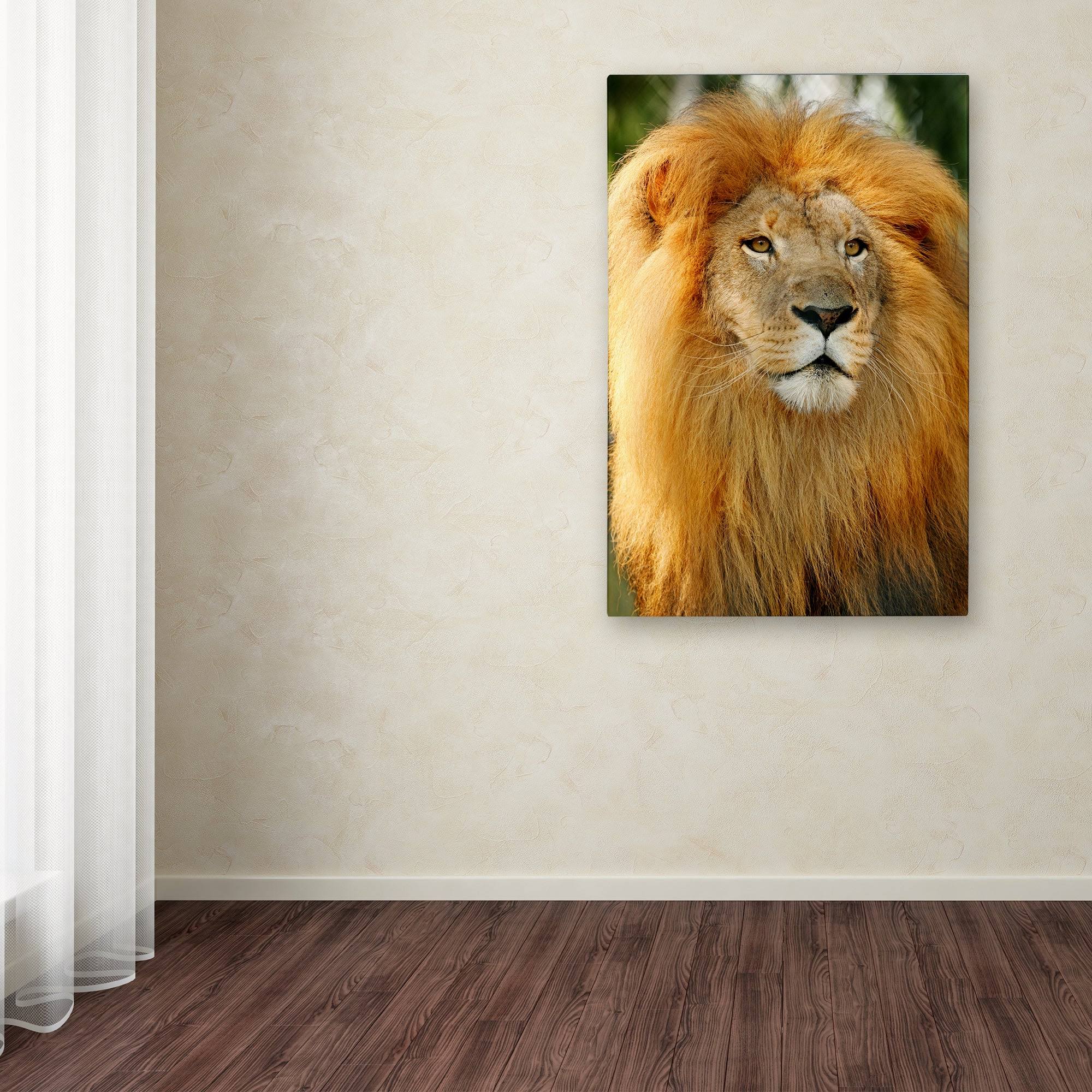 Trademark Fine Art Ali17910-C3047Gg Mike Jones Photo 'Lion' Canvas Art