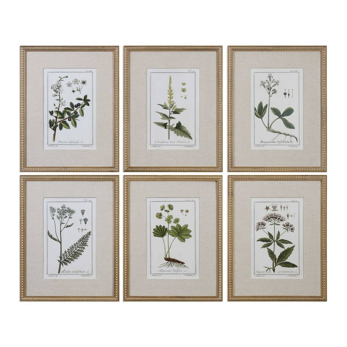 Diva at Home Set of 6 Green Floral Botanical Study Prints 22.63x22