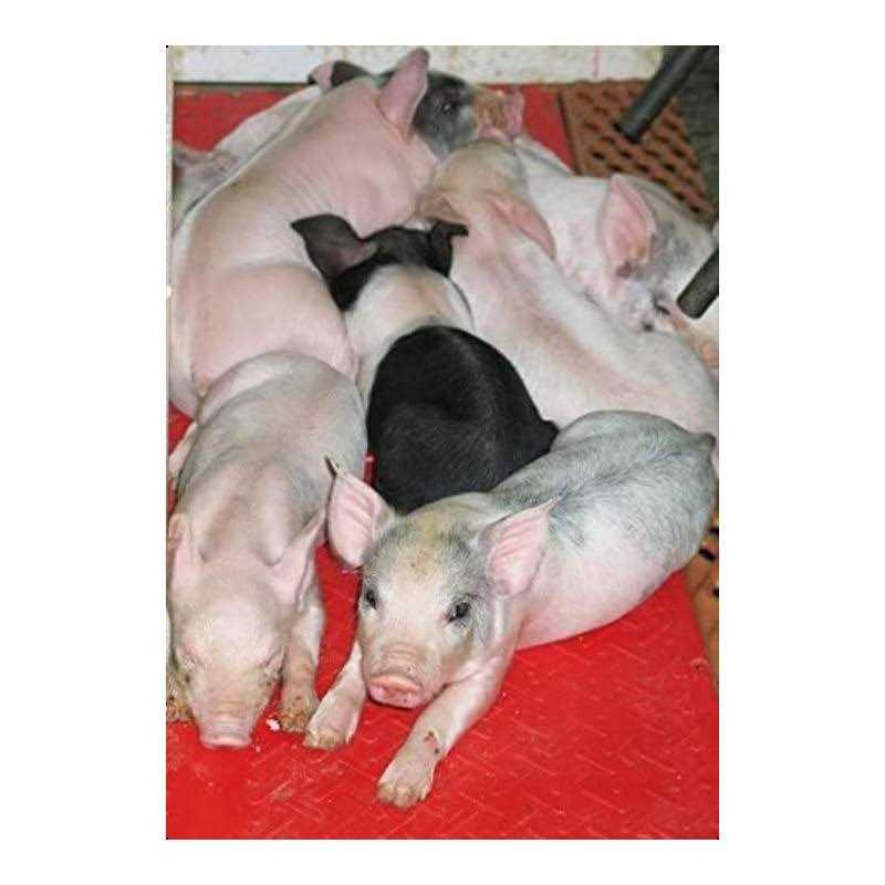 Kane Pig Heat Mat - Pet Supplies online store