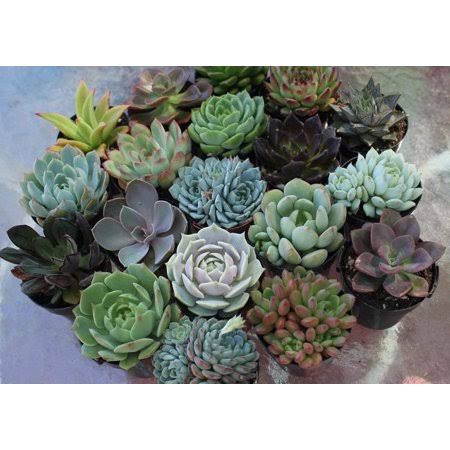 The Succulent Source 2 in. Wedding Event Rosette Succulents Plant with Blue Metal Pails and Let Love Grow Tags (60-Pack)