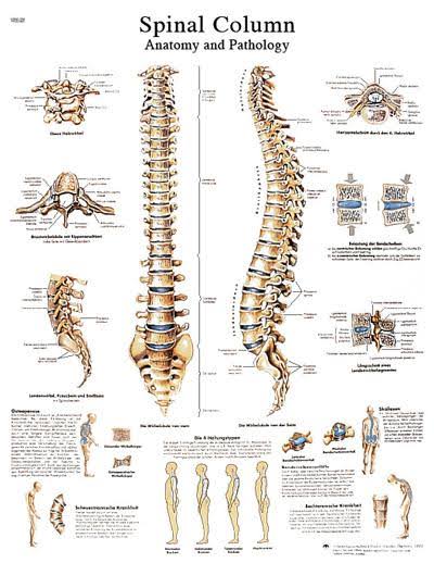 FEI Anatomical Sticky Back Chart - Human Heart